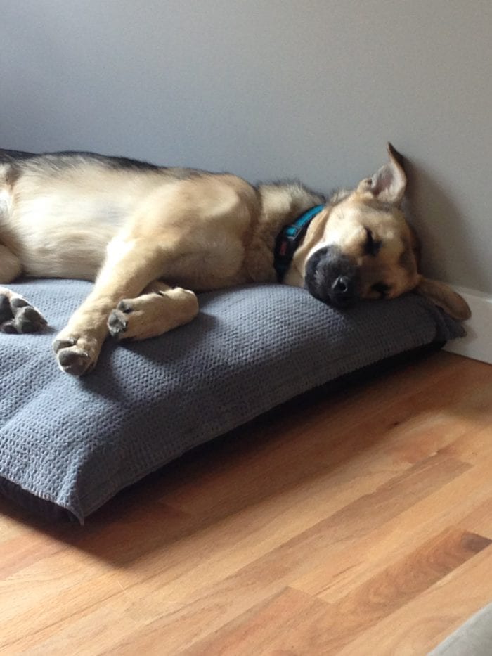 Replacement Dog Bed Covers