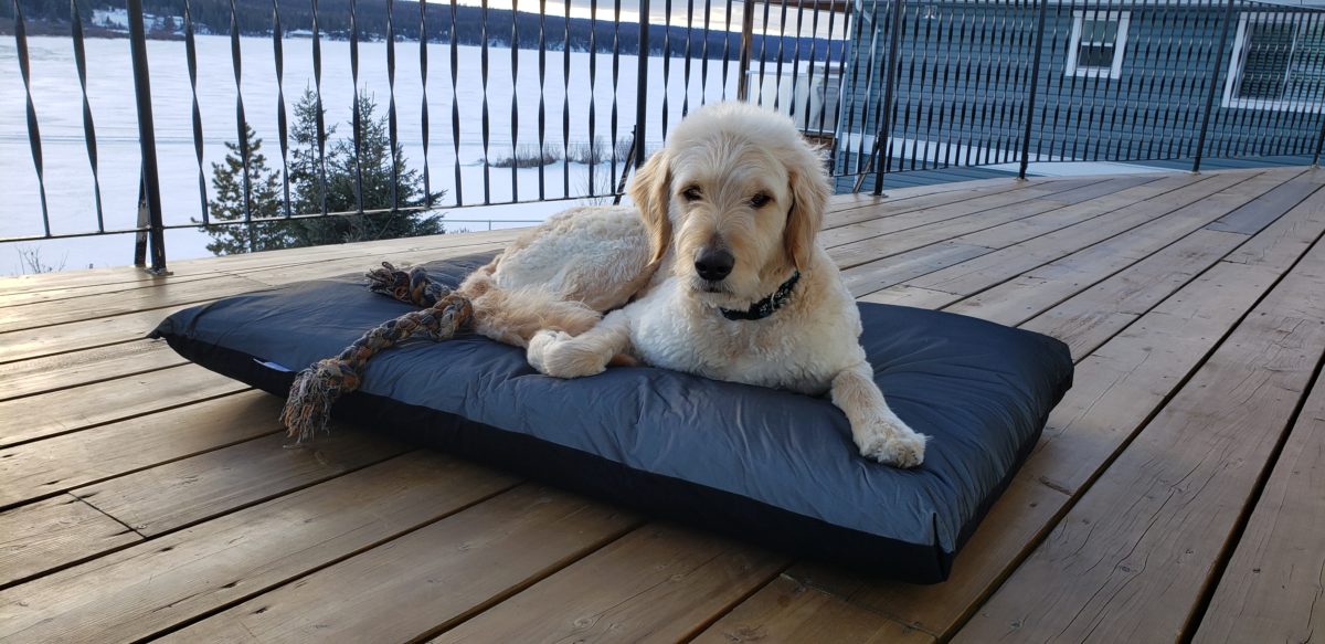 Orthopedic Waterproof Dog Mattresses ecoDaisy Orthopedic Dog Beds